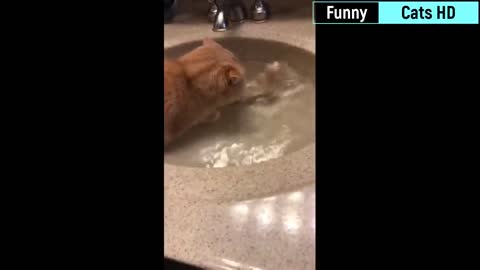 😻 Best Funny Cat Videos Of This Week 😂/ Funny Cat Moments / Super Laugh Time /