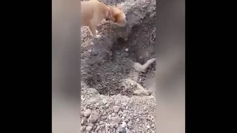 buries dog