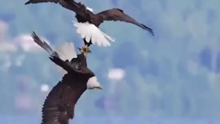 Eagles will unite like this in mid-air as a way to gauge their potential mates.