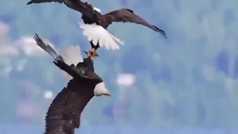 Eagles will unite like this in mid-air as a way to gauge their potential mates.