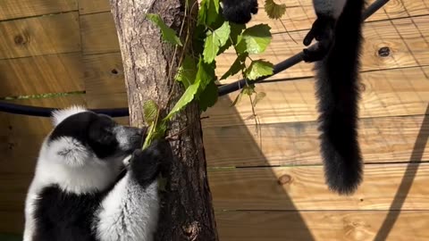 Critically endangered black-and-white lemurs, Saka and Akondro! 🌍