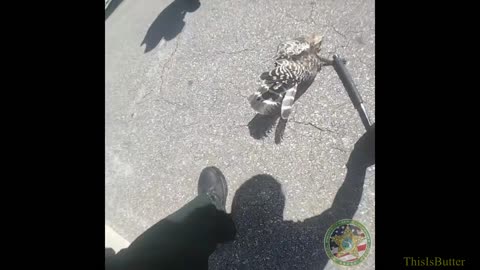 Deputies save hawk with snake wrapped around its neck