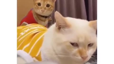 Funny Cat Compilation