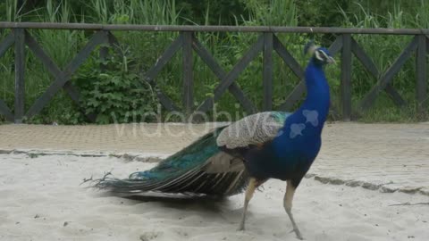 IT'S WILDLIFE - PEACOCK WALKING ON SAND