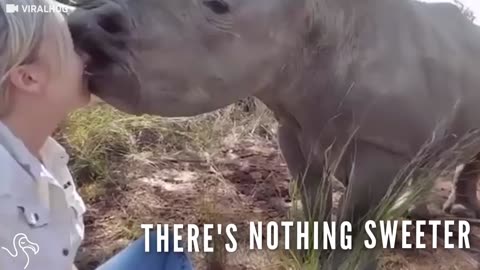 Baby Rhino Can't Stop Kissing His New Friend