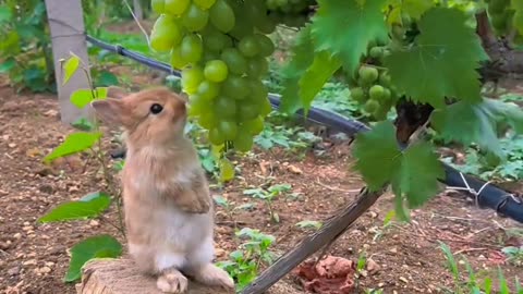 Bunny caught eating grapes.