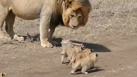 🦁🦁 cute Lion baby and dad##