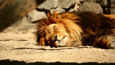 Witness the Majesty of Lion Romance in the Wild | Wildlife Photography