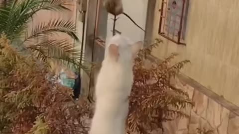 Funny Animals 😄Hub,Funny Animals Club, 🤣, Funny Animals Dancing 💃😄, Funny Animals Fighting 😄