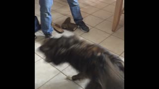 Dog chases laser pointer around kitchen