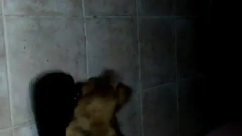 Puppy never gives up on love