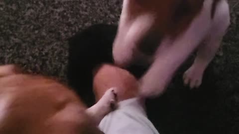 Mini Jack Russell Puppies Playtime