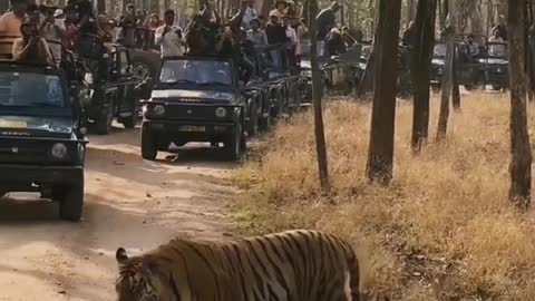 Wild animals zero distance from the animal world tiger