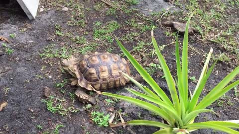 Tortoise eating poo, is it okay?-5