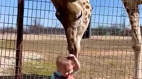 🦒💋 "Cute Giraffe Gives Baby Smooches!" - Heartwarming Moments in the Wild! 🌿💖