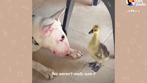 Goose Walks On Her ke Him Up - The Dodo Odd Couples_Cut