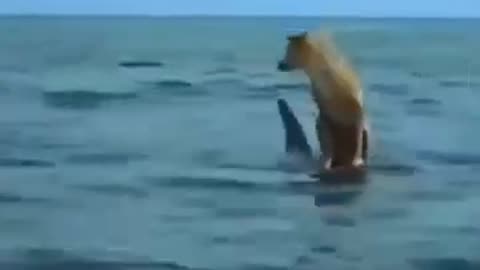 Dolphin and dog amazing love #shorts #viral #shortsvideo #video