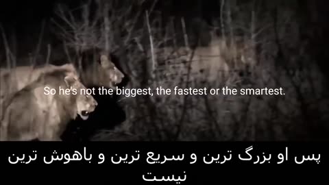 motivational video of lion mentality English motivational clip