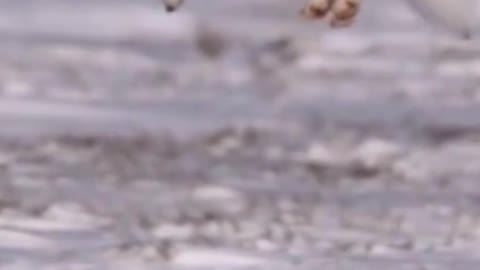 Arctic Fox Jumping in Snow