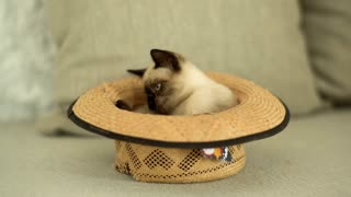 Cheeky Siamese Kitty in a Hat