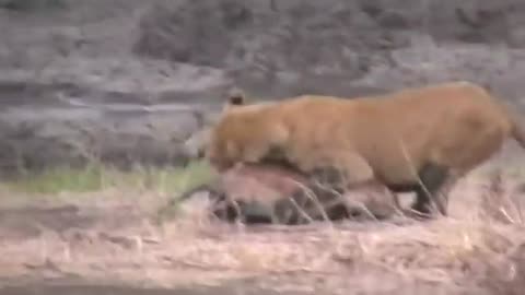 WORLD'S FASTEST ANIMALS FAIL! Grant's Gazzele Take Down Cheetah With Horns, Lion Hunt Imapala