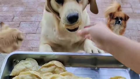 Dumplings 🥟 #dog