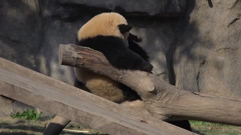 Giant panda Panda