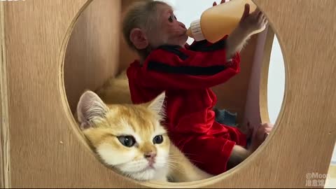Ngôi nhà hạnh phúc của khỉ con và mèo