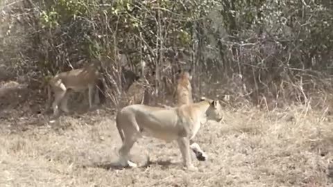 Mother Buffalo Takes Down Lion With Surprising Ease To save His Baby - Dingo vs kangaroo