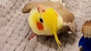 Bird playing music