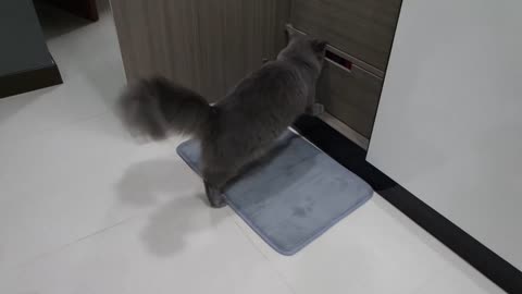 Cat caught on camera stealing owner's underwear