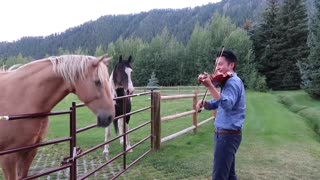 Horses like violin playing