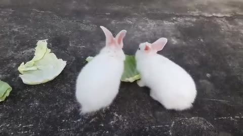 Cute baby rabbit playing ,feeding Activities |funny rabbit