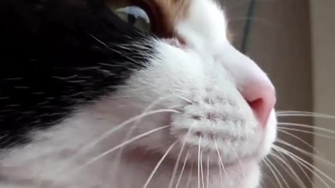 Funny Cats and Kittens Meowing Compilation part 2 videos 2021