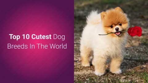 TOP 10 MOST CUTE DOG BREEDS IN THE WORLD