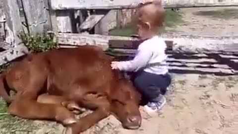 A Baby Like a Cow