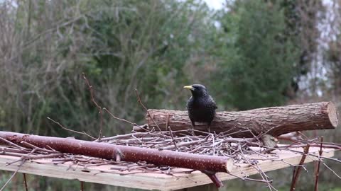 Black crow in a cage