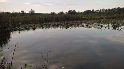 Fishing in the Forest Lake