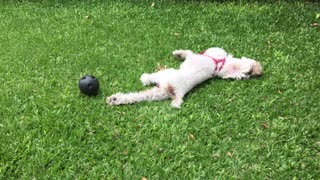 Sweet little puppy plays with small ball