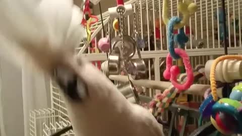 Cockatoo dancing to Justin Bieber - Despacito