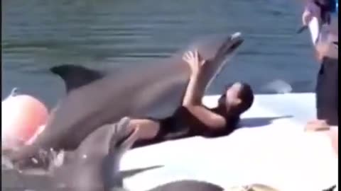 Dolphin Dry Humps The Crap Out of A Woman