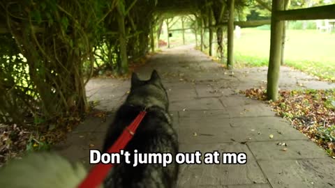Husky CHASES Everyone And YELLS Until They Get Up And Leave!