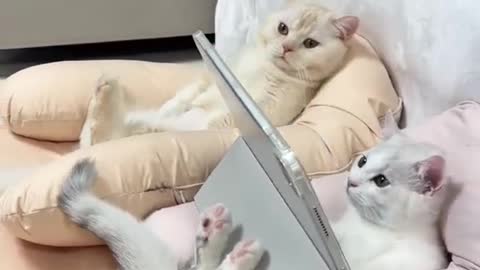 See how smartly this kittens are looking at mobiles