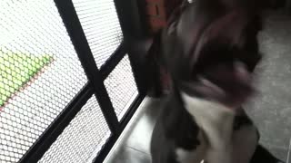 Pit Bull Loves Compressed Air
