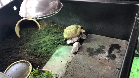 Indoor tortoise care for Mediterranean - pet setup enclosure tips - natural modern keeping methods-6