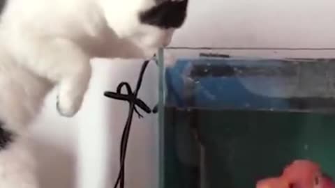 Cat and Fish