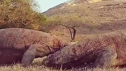 Komodo dragon fight