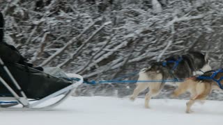 Husky Dog Sledding in Fairbanks, Alaska in November, 2021