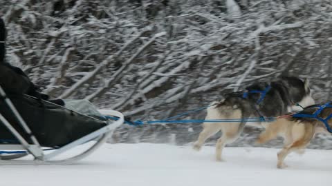 Husky Dog Sledding in Fairbanks, Alaska in November, 2021