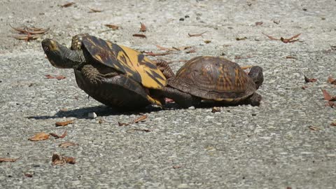 Mating Turtle Ends up on His Back